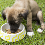rp_Puppy-eating-300×300.png
