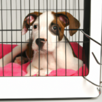 Puppy in Crate
