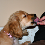 Puppy licking person