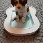 Puppy on potty pad
