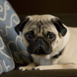 Pug Problems: Health Concerns for Your Furry Friend